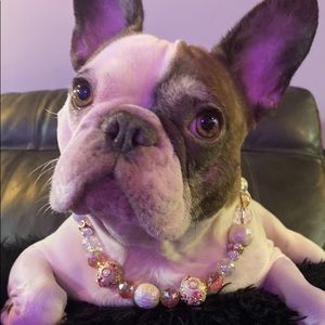 Dog Jewelry/Collars